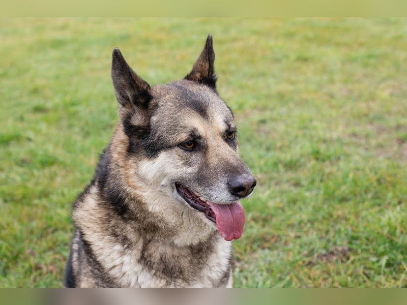 DAX - der hübsche Senior liebt Menschen, lernt schnell + gerne und sucht eine hundeerfahrene Familie