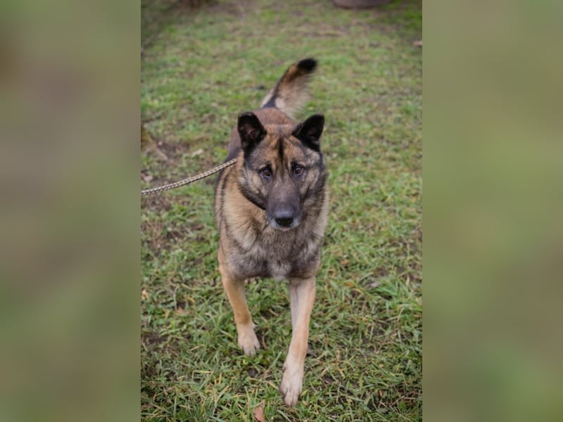 Chip-Nr. 214393 - ich suche einen Namen und am liebsten auch gleich ein neues Zuhause!