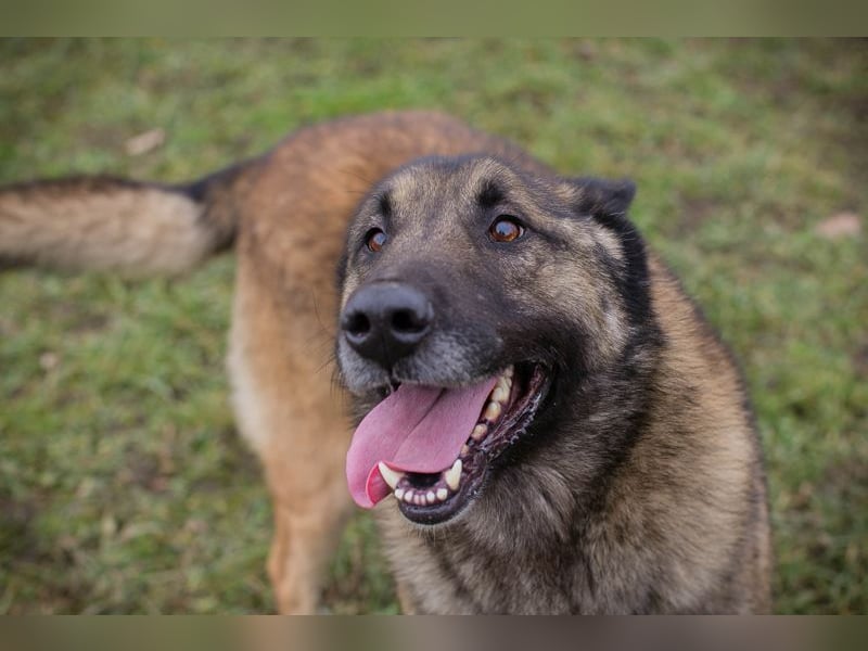 Manfred ist ein sehr lieber und freundlicher Schäferhund