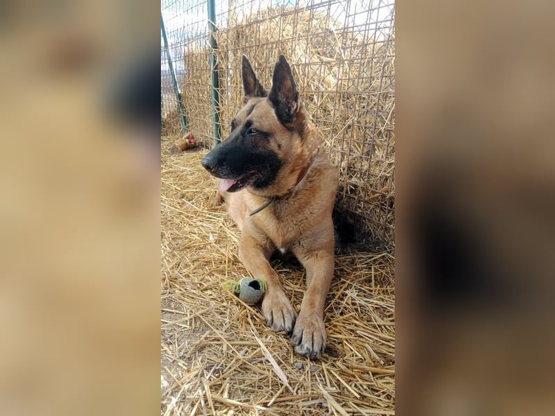 DORA - wer möchte der aktiven Seniorin viel Zeit und Liebe schenken?