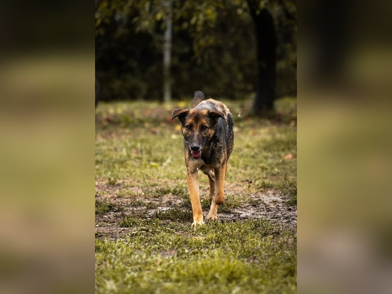 PRIYA - die freundliche Hündin liebt die Nähe der Menschen und sucht ein tolles Zuhause