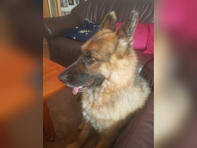 ASTOR ist bereits in Deutschland. Zum Kennenlernen können Sie ihn gerne besuchen.