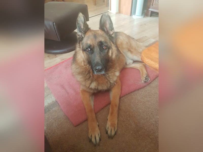 ASTOR ist bereits in Deutschland. Zum Kennenlernen können Sie ihn gerne besuchen.