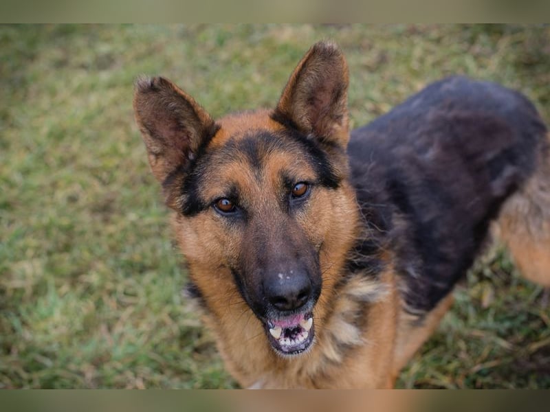 Schäferhund MONGI - lieb, brav und anhänglich
