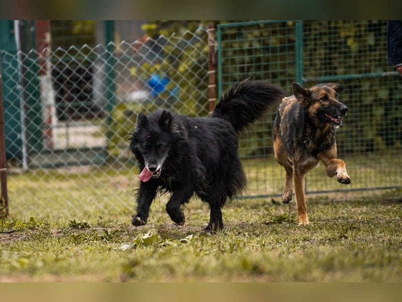 PRIYA - die freundliche Hündin liebt die Nähe der Menschen und sucht ein tolles Zuhause