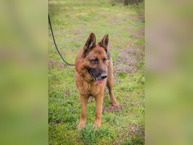 SANCHO - hundeerfahrene Menschen gesucht, die diesen tollen Rüden führen und leiten können!