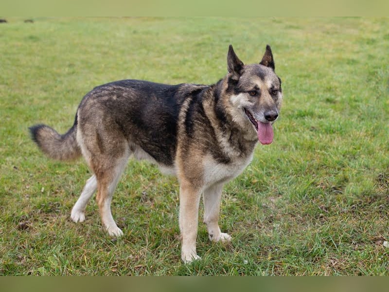DAX - der hübsche Senior liebt Menschen, lernt schnell + gerne und sucht eine hundeerfahrene Familie