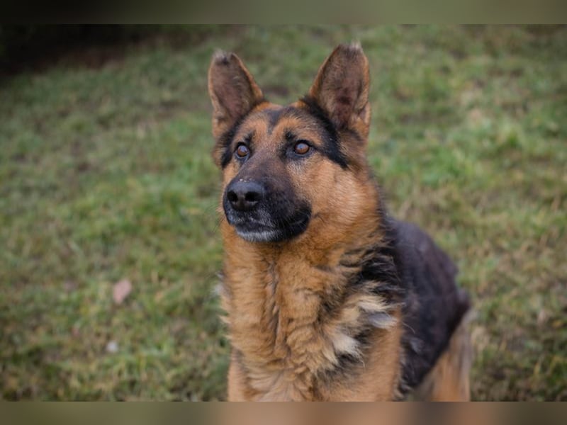 Schäferhund MONGI - lieb, brav und anhänglich