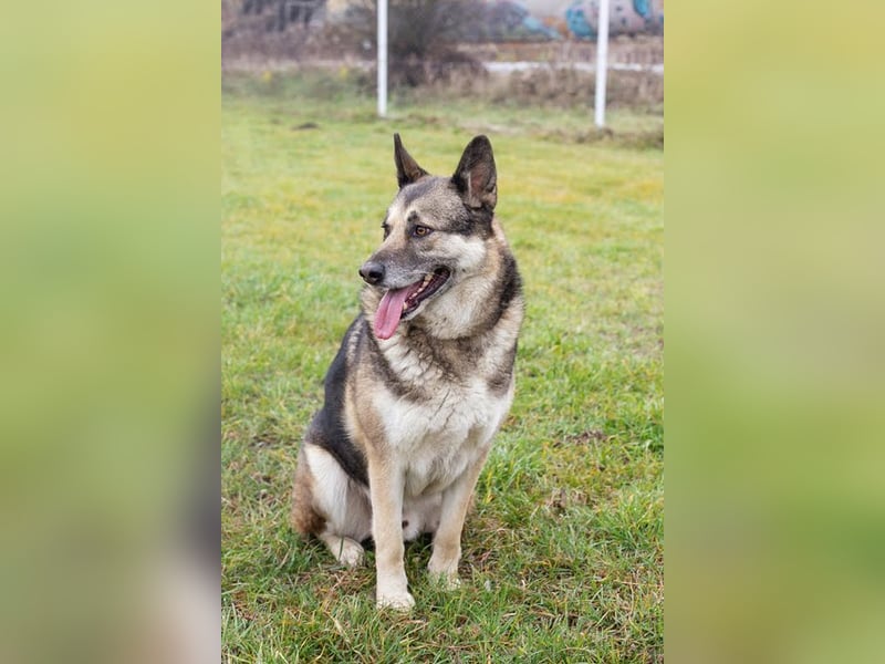 DAX - der hübsche Senior liebt Menschen, lernt schnell + gerne und sucht eine hundeerfahrene Familie