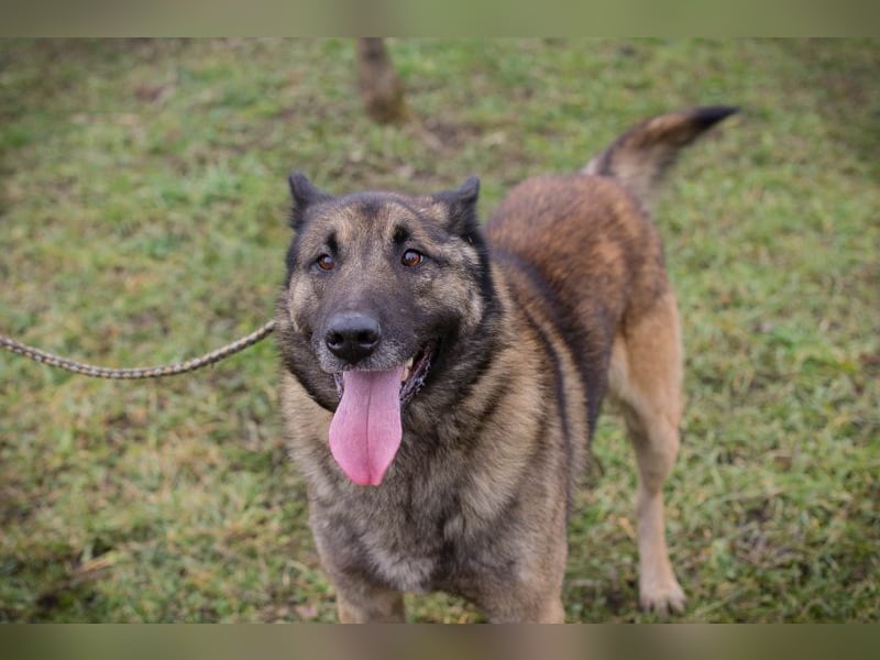MANFRED - ich suche einen Namen und am liebsten auch gleich ein neues Zuhause!