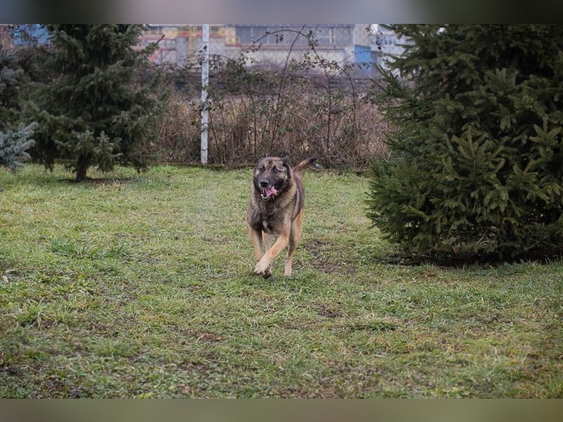 MANFRED - ich suche einen Namen und am liebsten auch gleich ein neues Zuhause!