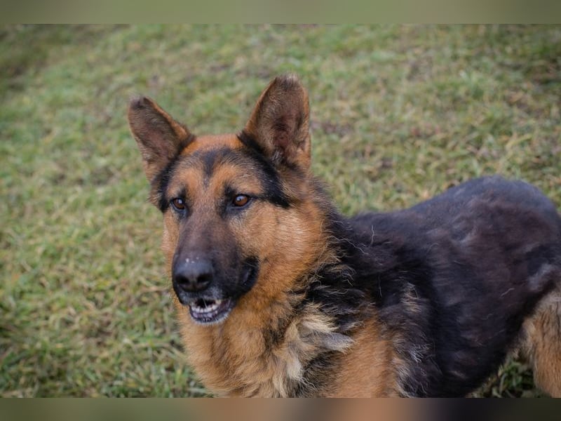 Schäferhund MONGI - lieb, brav und anhänglich
