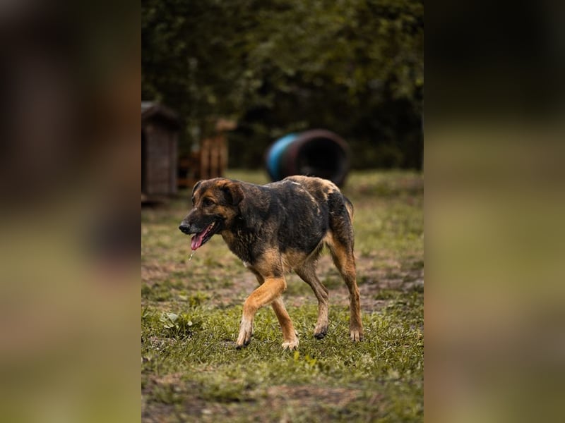 PRIYA - die freundliche Hündin liebt die Nähe der Menschen und sucht ein tolles Zuhause