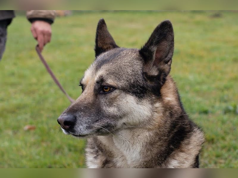 DAX - der hübsche Senior liebt Menschen, lernt schnell + gerne und sucht eine hundeerfahrene Familie