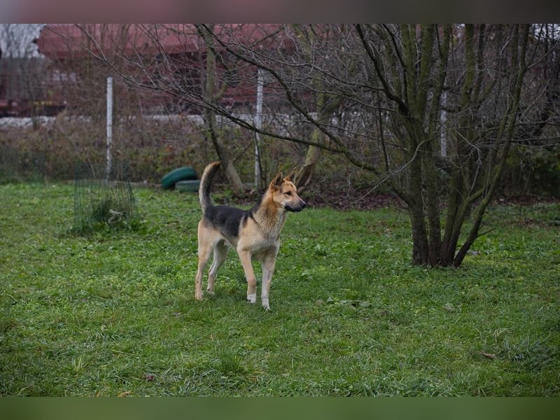 BASTI - der neugierige, aufmerksame Rüde möchte mit seiner Familie tolle Abenteuer erleben