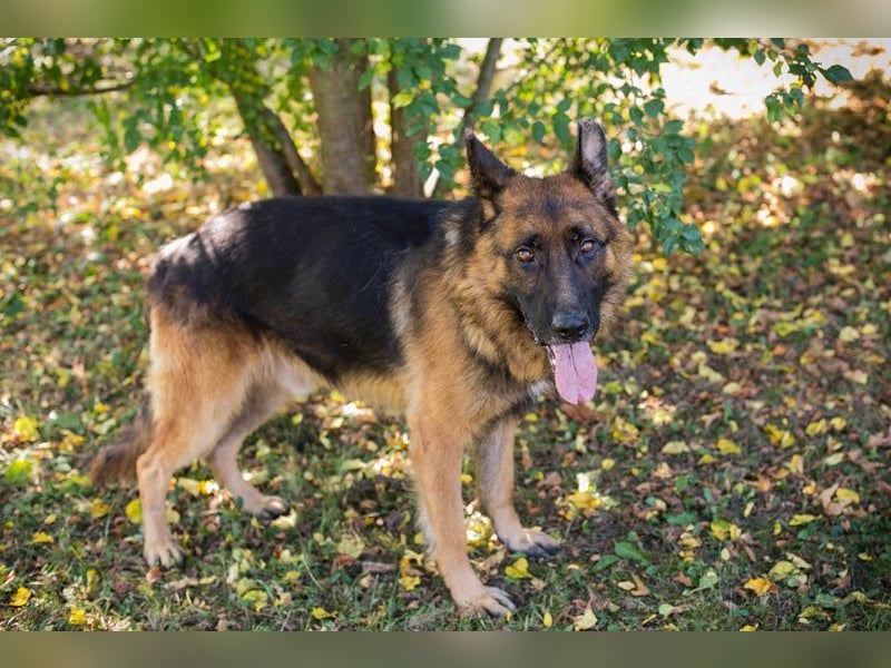 LOBO - der stattliche Rüde freut sich auf ein Zuhause auf Lebenszeit!