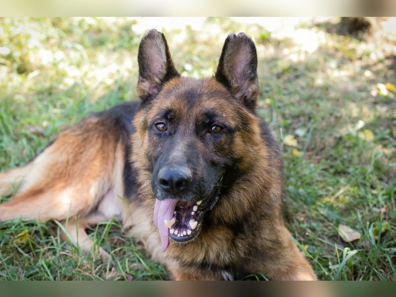 LOBO - der stattliche Rüde freut sich auf ein Zuhause auf Lebenszeit!