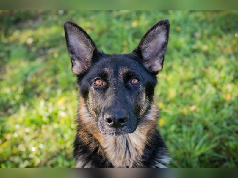 HAILEY - die abenteuerlustige Hündin möchte mit ihren Menschen die Welt entdecken!
