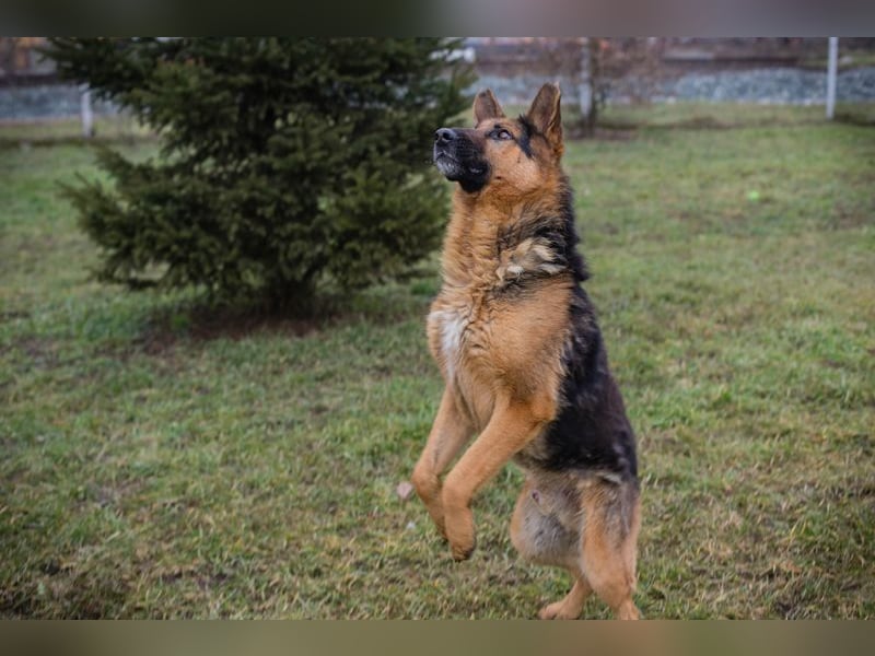 Schäferhund MONGI - lieb, brav und anhänglich