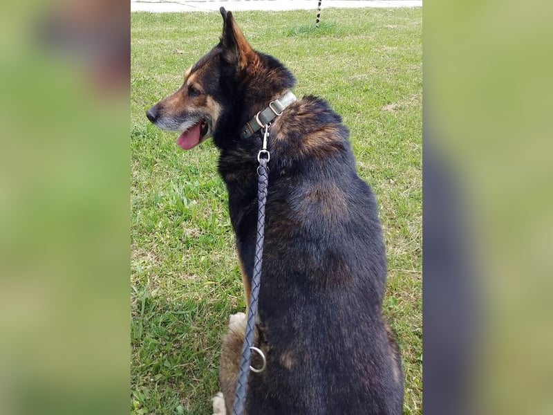 URMEL - die Welt ist viiiiiel schöner mit einem vierbeinigen Begleiter!!!