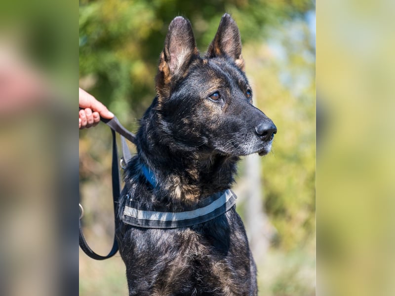 Bendi - freundlich, verträglich mit Hündinnen