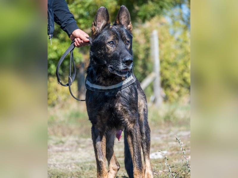 Bendi - freundlich, verträglich mit Hündinnen