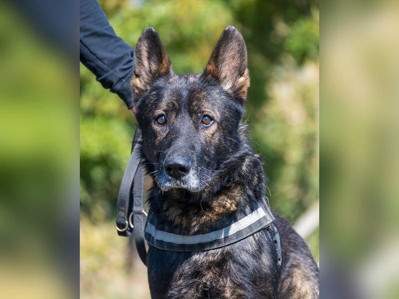 Bendi - freundlich, verträglich mit Hündinnen