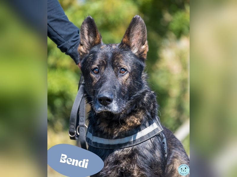 Bendi - freundlich, verträglich mit Hündinnen
