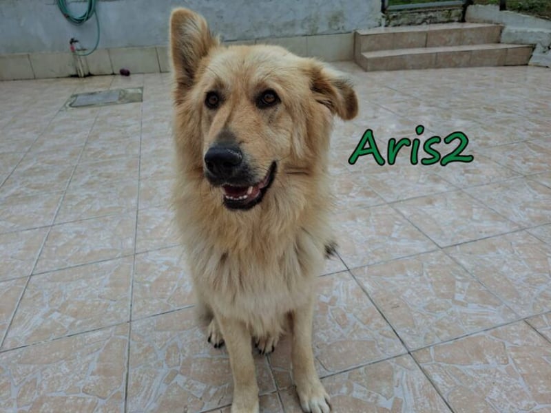 Aris2 geb. 02/2025 (GRC) - treuer, menschenbezogener Schäferhund-Mischling!