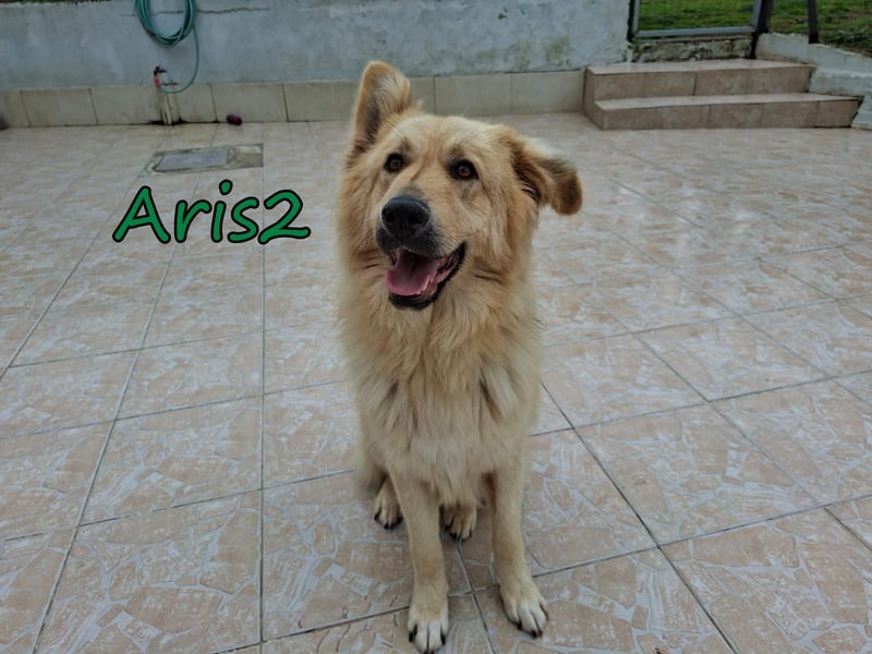Aris2 geb. 02/2025 (GRC) - treuer, menschenbezogener Schäferhund-Mischling!