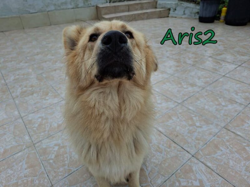 Aris2 geb. 02/2025 (GRC) - treuer, menschenbezogener Schäferhund-Mischling!
