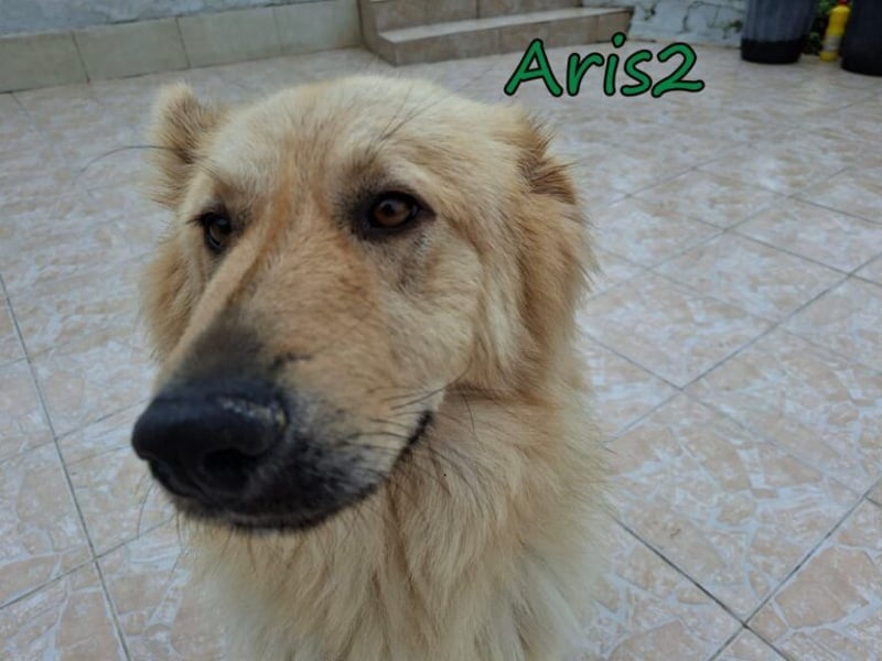 Aris2 geb. 02/2025 (GRC) - treuer, menschenbezogener Schäferhund-Mischling!