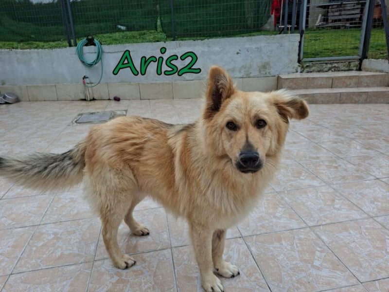 Aris2 geb. 02/2025 (GRC) - treuer, menschenbezogener Schäferhund-Mischling!