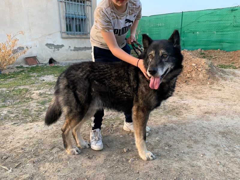 THAI - auf Pflege in 46414 Rhede