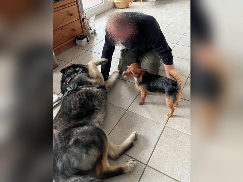 THAI - auf Pflege in 46414 Rhede