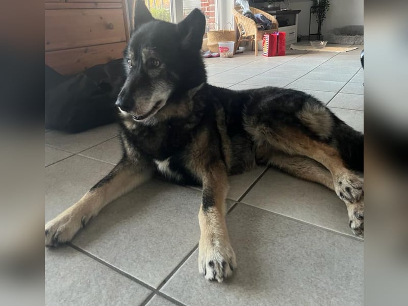 THAI - auf Pflege in 46414 Rhede