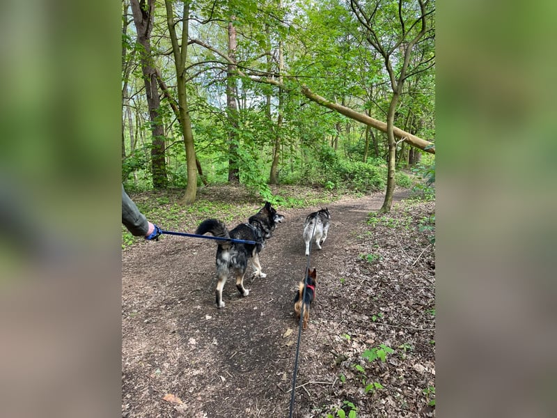 THAI - auf Pflege in 46414 Rhede