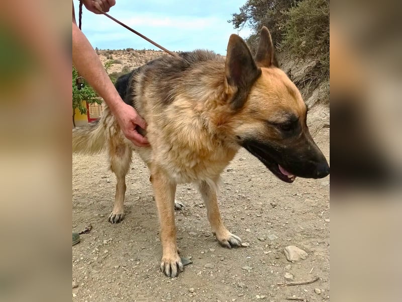 Aslan - Schäferhund-Mix Rüde - zutraulich, lernfreudig, offen
