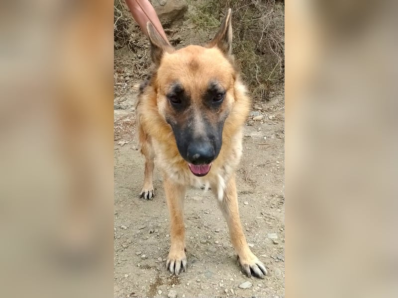 Aslan - Schäferhund-Mix Rüde - zutraulich, lernfreudig, offen