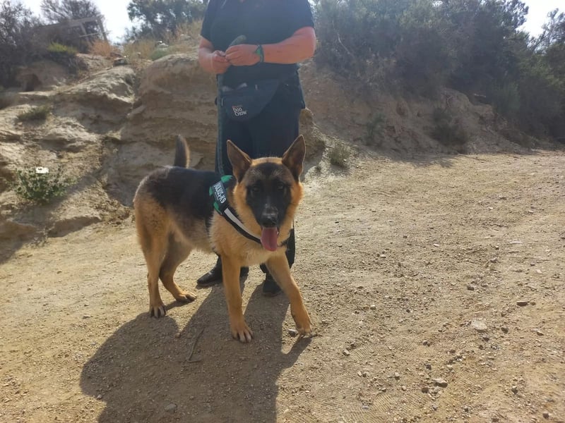 Harry, freundlich, neugierig und "arbeitswillig"