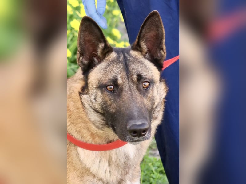 Lampo - lernfreudig, freundlich und zutraulich