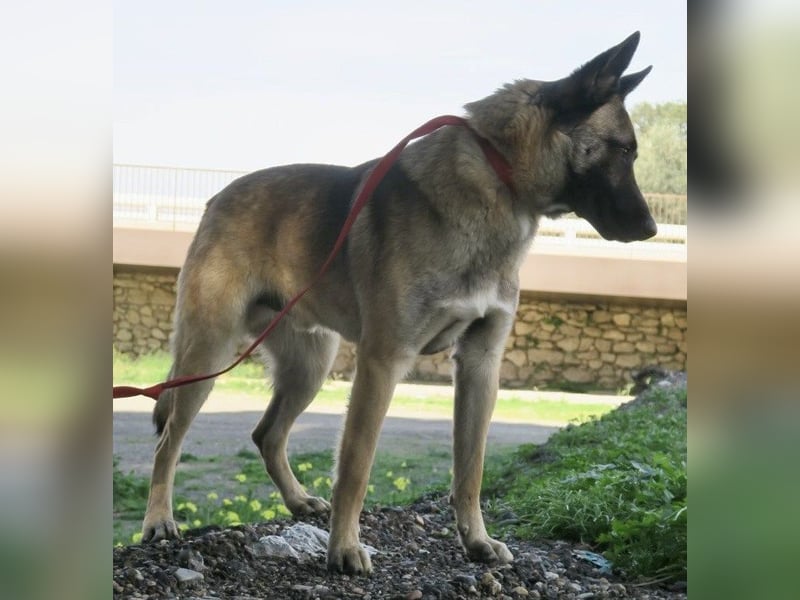 Lampo - lernfreudig, freundlich und zutraulich