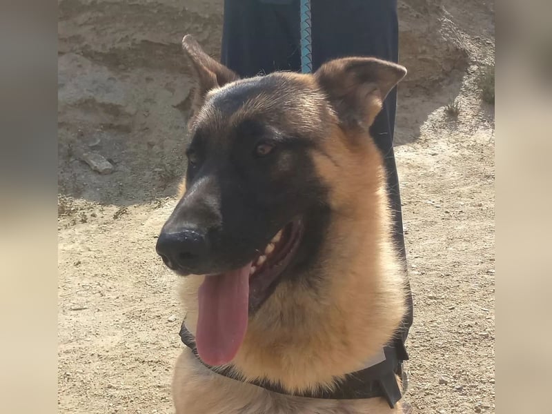 Harry, freundlich, neugierig und "arbeitswillig"