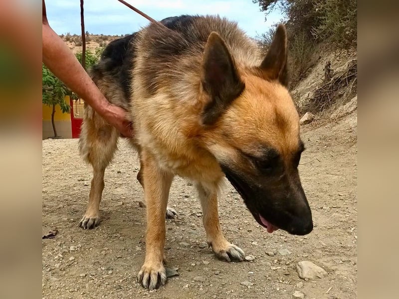 Aslan - Schäferhund-Mix Rüde - zutraulich, lernfreudig, offen