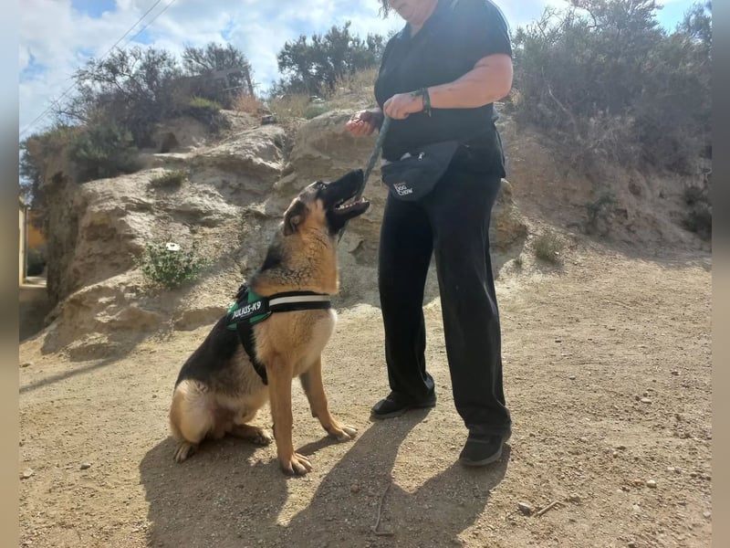 Harry, freundlich, neugierig und "arbeitswillig"