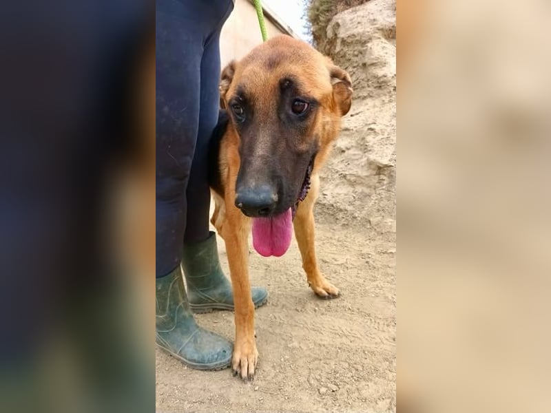 Atlas - Schäferhundmix Rüde - offen, freundlich, zutraulich