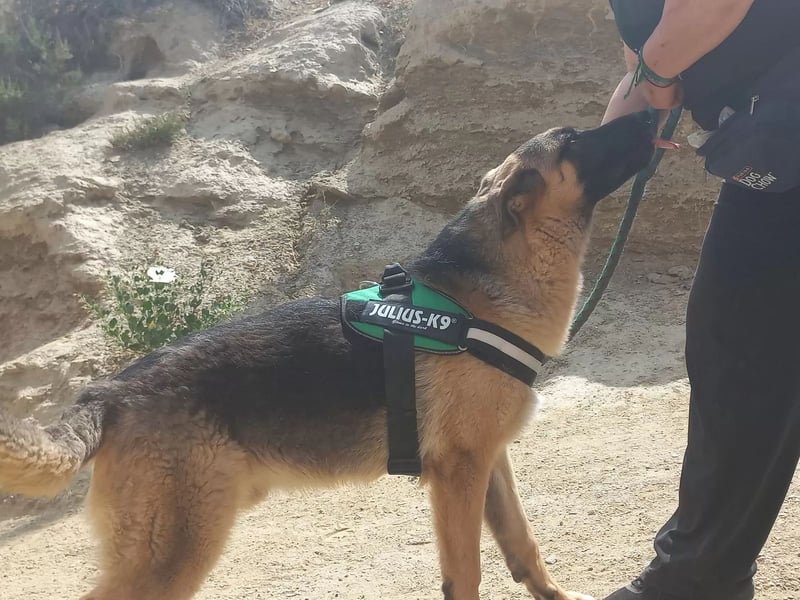 Harry, freundlich, neugierig und "arbeitswillig"