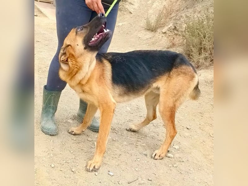 Atlas - Schäferhundmix Rüde - offen, freundlich, zutraulich