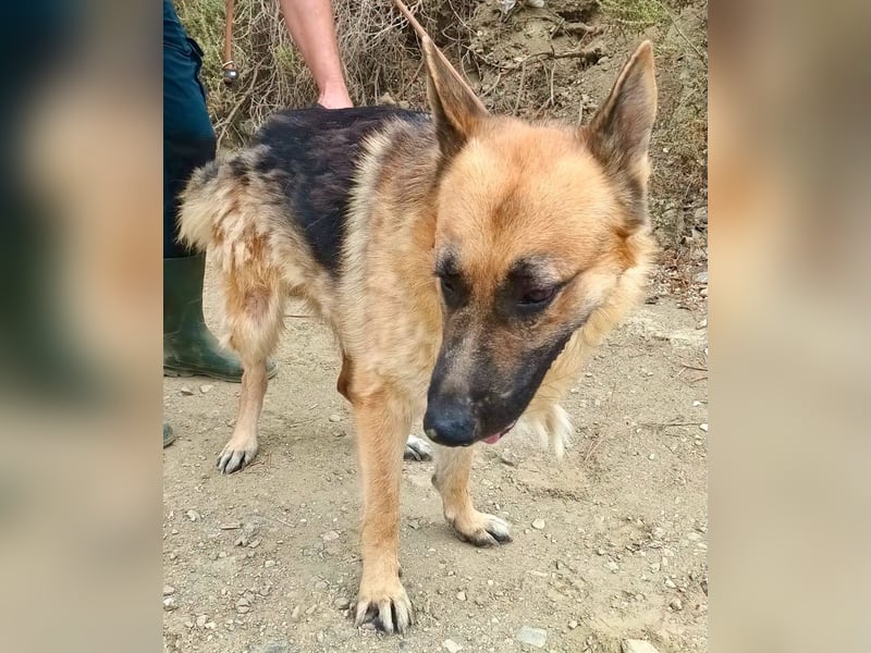 Aslan - Schäferhund-Mix Rüde - zutraulich, lernfreudig, offen