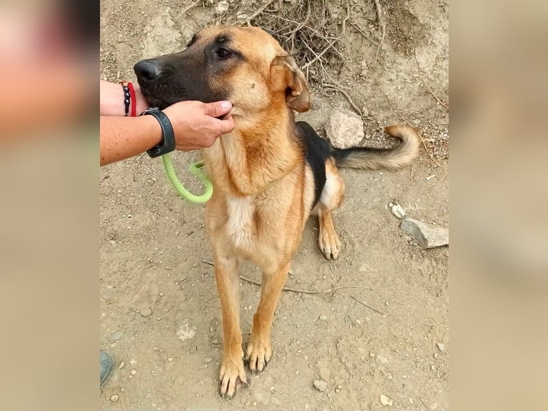 Atlas - Schäferhundmix Rüde - offen, freundlich, zutraulich